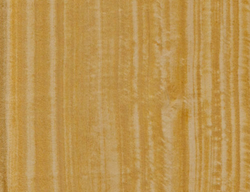Citronnier